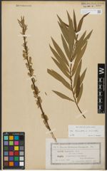Foto von Salix triandra L. x Salix viminalis L.